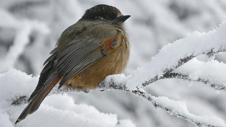 Viikon luontoääni: Kuukkeli