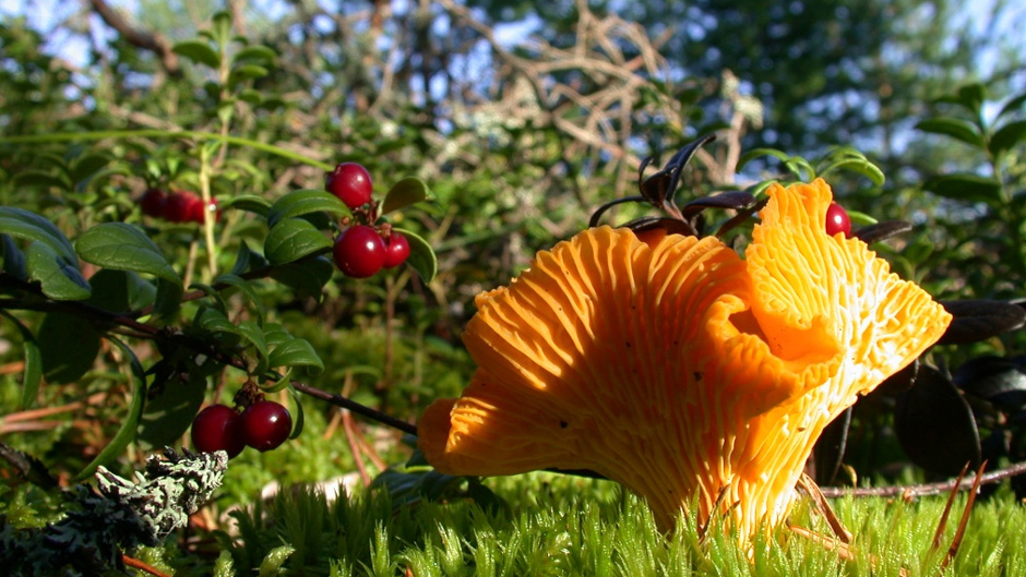 Minna Pyykön maailma: Salaperäiset sienet