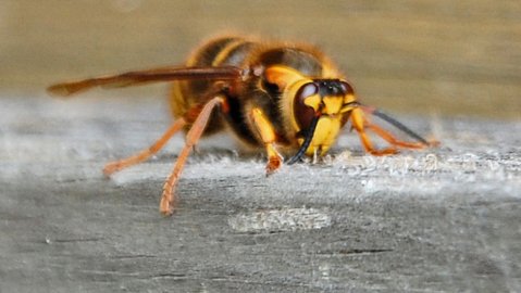 Ampiainen kaiveli terassin kuivaa puuta pesäaineeksi.
