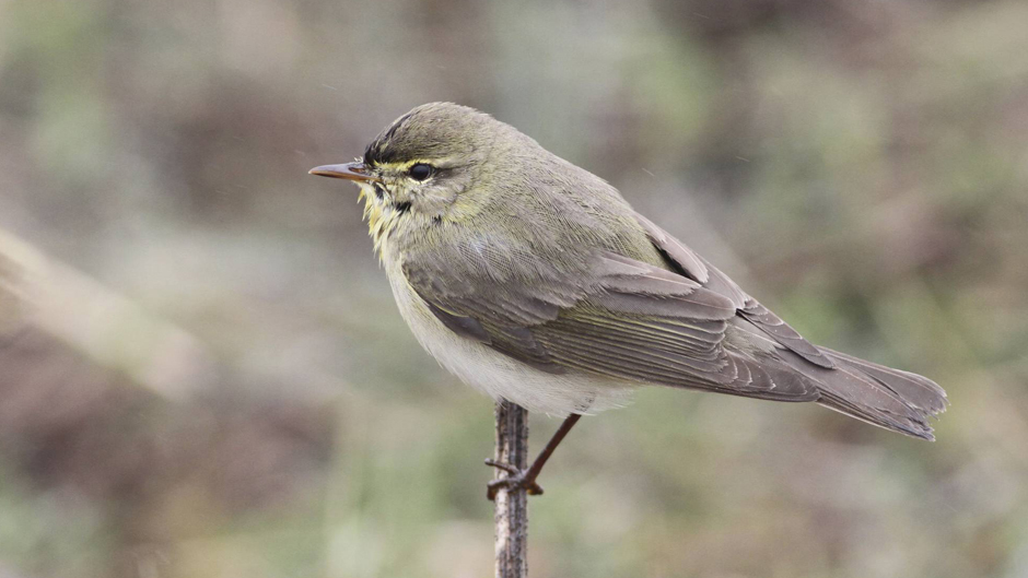 Viikon luontoääni: Pajulintu