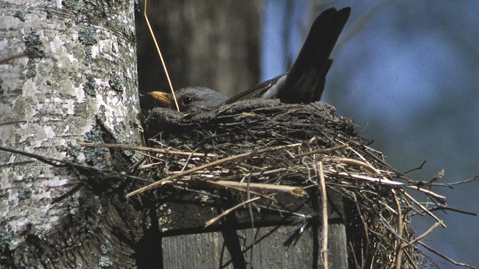 Viikon luontoääni: Räkättirastas