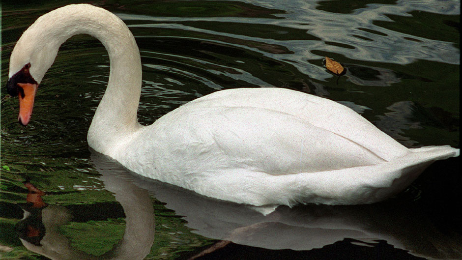 Viikon luontoääni: Kyhmyjoutsen