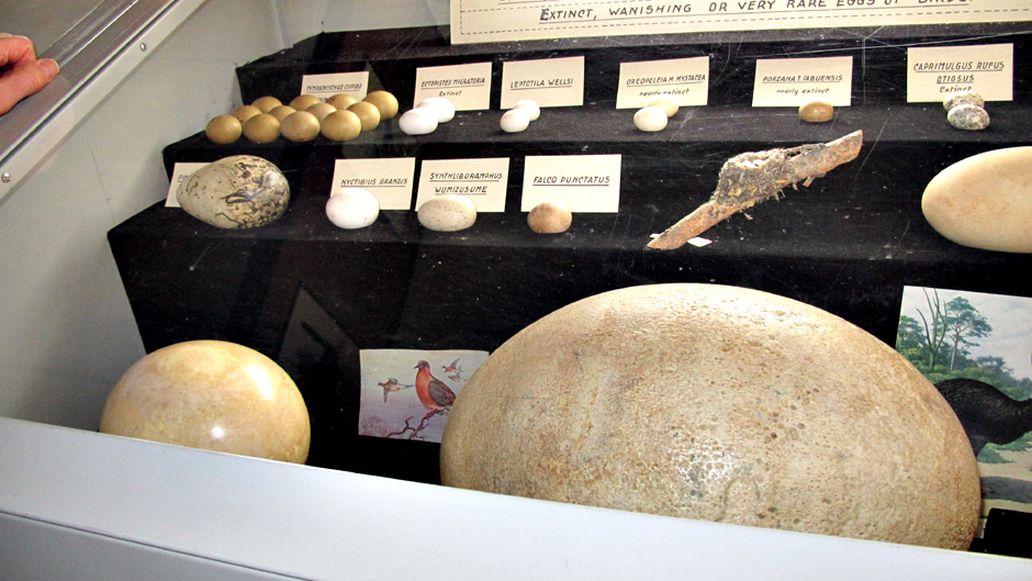 Minna Pyykön maailma: Maailman suurin muna