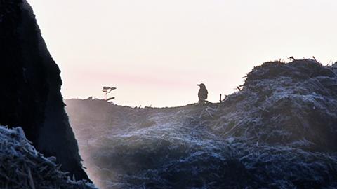 Biojätekasoja Espoon Ämmässuon kaatopaikalla.