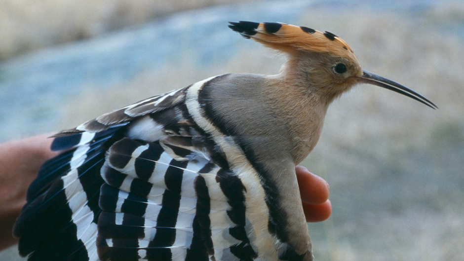 Viikon luontoääni: Harjalintu