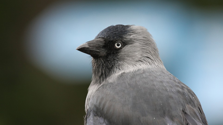 Luontoretki.: Ovelat naakat