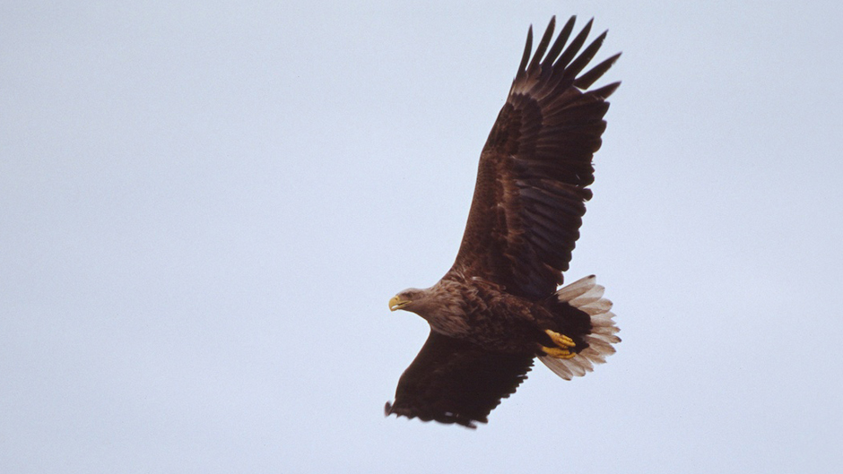 Viikon luontoääni: Merikotka