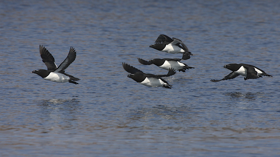Viikon luontoääni: Ruokki