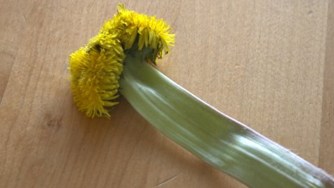 Lapset toivat pihasta löytämänsä erikoisen voikukan sisälle tarkasteltavaksi. Kasvissa on ehkä noin kymmenkunta kukintoa nauhamaisesti peräkkäin. Kaikilla kukinnoilla on yhteinen litteä ja ontto varsi. Kuinka yleinen tuollainen kukka on? En ole itse ainakaan aiemmin samankaltaista nähnyt