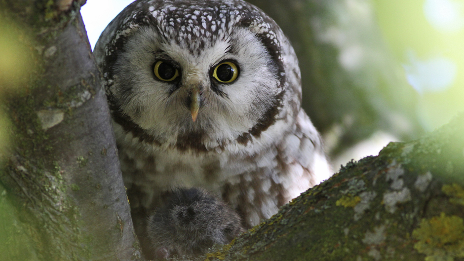Viikon luontoääni: Helmipöllö