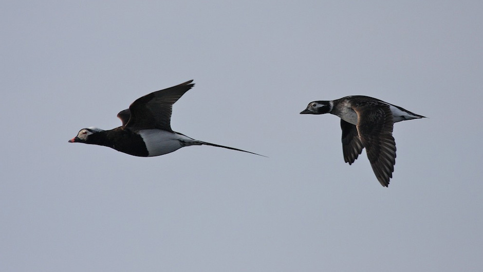 Luontoretki.: Talvehtivat allit