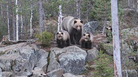 Karhukopla saapuu paikalle emon valvovan silmän alla.