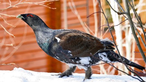 Tällainen komistus ilmestyi pihapiiriimme huhtokuun alussa 2011. Seurasi touhujamme koko päivän muutaman metrin päästä ja kulki perässämme. Kävi jopa patiollakin. Oli erittäin rauhallinen yksilö ja asteli ylväästi. Söi välillä vuorimännyn neulasia ja pensastuijan lehviä, ottipa päälle "ruokaperäisetkin".  Yöaikaan oli jatkanut omille teilleen. Tuleeko useinkin metso pihapiiriin ja onko tämä korpimetso vai? 