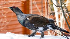 Tällainen komistus ilmestyi pihapiiriimme huhtokuun alussa 2011. Seurasi touhujamme koko päivän muutaman metrin päästä ja kulki perässämme. Kävi jopa patiollakin. Oli erittäin rauhallinen yksilö ja asteli ylväästi. Söi välillä vuorimännyn neulasia ja pensastuijan lehviä, ottipa päälle "ruokaperäisetkin".  Yöaikaan oli jatkanut omille teilleen. Tuleeko useinkin metso pihapiiriin ja onko tämä korpimetso vai? 