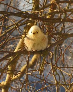 Mikä lintu tämä on?