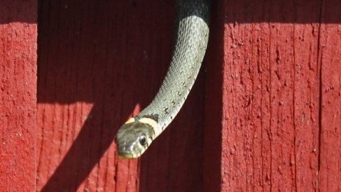 Ulkorakennuksemme eteläseinustalla loikoili yhteensä 9 rantakäärmettä, joista osa alkoi kiivetä ruusukehikkoa pitkin seinää ylös. Ne livahtivat vuorilaudoituksen taakse seinän väliin. Osa pudottautui sieltä taas maahan. Kuinka tyypillistä tällainen käyttäytyminen on? Onko mahdollista, että naaras munii seinän väliin?