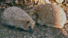 Kuvassa pihallamme käydyt siilien kosiomenot 6.5.2011.
Sulho on pienempi ja morsian suurempi siili. Tosin tässä tarinassa kävi niin, että ruokailu-ajan koittaessa sulho valitsikin morsiamen sijasta maistuvan ilta-aterian.