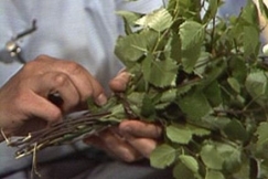 Kuva: Marita Porrassalmi sitoo vihtaa. YLE kuvanauha.