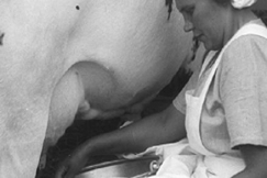 Kuva: Karjakko lyps�� Ayshire-lehm�� n�yttelyss� kes�ll� 1951. YLE kuvanauha/Veikko Itkonen.