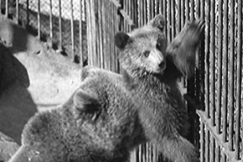 Kuva: Karhuja Korkeasaaressa vuonna 1952. YLE kuvanauha.