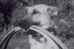 Kuva: Koirakoulussa opitaan monet taitoa vaativat temput. YLE kuvanauha.