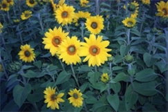 Kuva: Auringonkukkia. Eila Haikarainen.