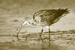 Kuva: Isokuovi rantaruohikossa. Luonnonkuva-arkisto / Jari Niskanen.