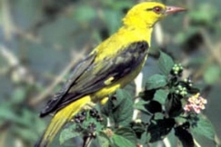 Kuva: Kuhankeitt�j� - Etel�-Savon maakuntalintu. Juha Laaksonen.