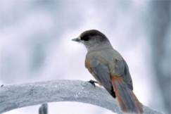 Kuva: Kuukkeli - Kainuun ja Koillismaan maakuntalintu. Pentti Kallinen.