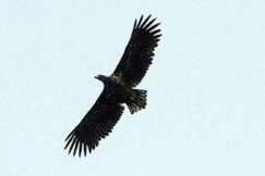 Kuva: Merikotka - Ahvenanmaan maakuntalintu. Seppo Sarkkinen.