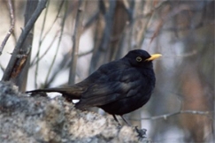 Kuva: Mustarastas - Uudenmaan maakuntalintu. Esko Kitula.