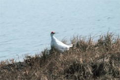 Kuva: Riekko - Per�pohjolan maakuntalintu. Budd Christman. Robesus Inc.