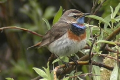 Kuva: Sinirinta - Lapin maakuntalintu. YLE.