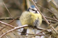 Kuva: Sinitiainen - Satakunnan maakuntalintu. (2006) Sari Pippuri.