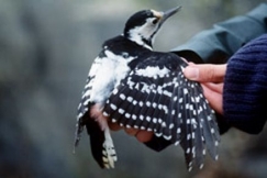 Kuva: Valkoselk�tikka - P�ij�t-H�meen maakuntalintu. Juha Laaksonen.