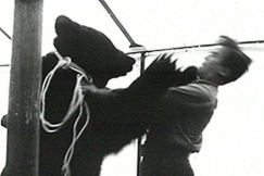 Kuva: Karhu ly� Matti J�ms�� poskeen. YLE kuvanauha. 