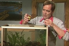 Kuva: Ilkka Koivisto sy�tt�� kaloja. YLE kuvanuha. 