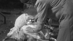 Kuva: Lampaan keritseminen kest�� oikein tehtyn� vain viisi minuuttia. YLE kuvanauha.