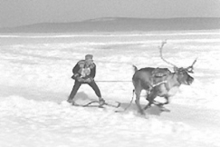 Kuva: Porojen vetopeleiss� pit�� olla sek� kestokyky� ett� kauneutta. (1962) YLE kuvanauha.