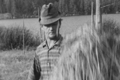 Kuva: Tuskin jaksan kansanel�kkeelle asti, tuumi ankaran ty�n rasittama pienviljelij� Veikko Paananen vuonna 1973 Mikko Niskasen tuottamassa dokumentissa. (1973) YLE kuvanauha.