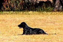 Kuva: Koira makaa maassa. YLE kuvanauha.