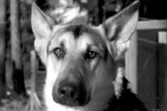 Kuva: Koira on sokealle korvaamaton apu. YLE kuvanauha.