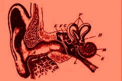Kuva: Ihmisen korva. (1913) Tietosanakirja, osa V (Tietosanakirja-osakeyhti�).
