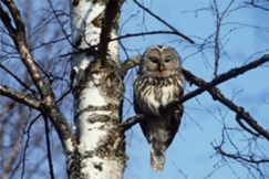 Kuva: Seppo Nyk�nen 1982, Viirup�ll�