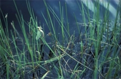 Kuva: Pentti Palmu, sudenkorento