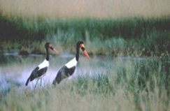 Kuva: Jupiterimages / BrandX 2007, Kaksi afrikansatulahaikaraa 