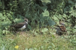 Kuva: Juha-Pekka Inkinen 1991,  T�yht�hyypp�