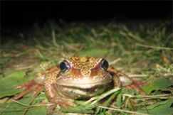 Kuva: Arja Lento 2006, Viitasammakko