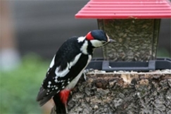 Kuva: Raine Martikainen 2007, K�pytikka 