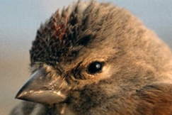 Kuva: Juha Laaksonen, Hemppo